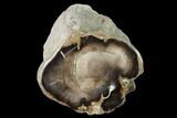 Petrified Wood Limb Section - Eagle's Nest, Oregon #141474-1